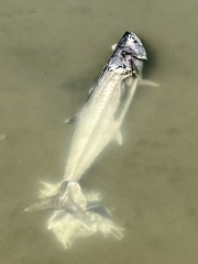 Scomberomorus cavalla