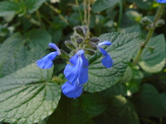 Salvia amarissima