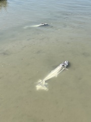 Scomberomorus cavalla