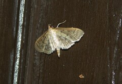 Herpetogramma pertextalis