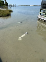 Scomberomorus cavalla