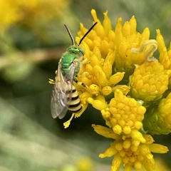 Agapostemon melliventris