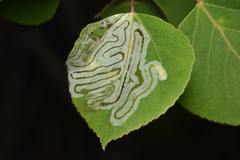 Phyllocnistis populiella