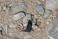 Penthetria heteroptera