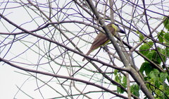 Megarynchus pitangua