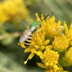 Agapostemon melliventris
