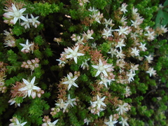 Sedum moranense