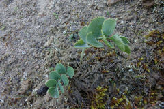 Gingidia grisea