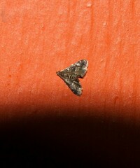 Elophila obliteralis