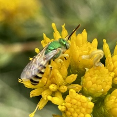 Agapostemon melliventris