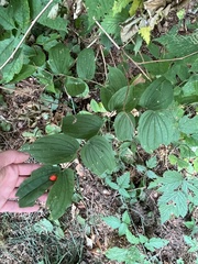 Prosartes hookeri