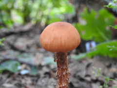 Laccaria squarrosa