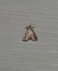 Hypsopygia