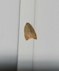 Coelostathma discopunctana