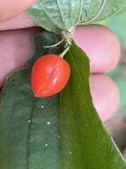 Prosartes hookeri