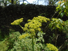 Arracacia tolucensis