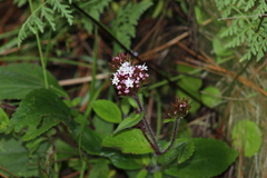 Stevia