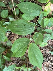 Prosartes hookeri