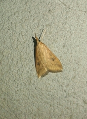 Udea ferrugalis