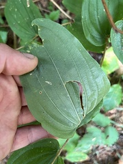 Prosartes hookeri