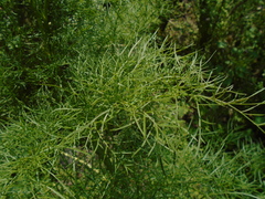 Arracacia tolucensis