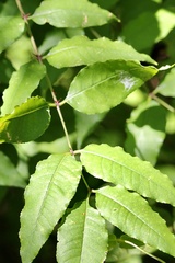 Zanthoxylum clava-herculis