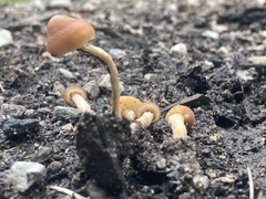 Hypholoma tuberosum