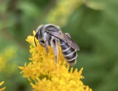 Callandrena