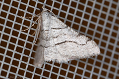 Digrammia cinereola