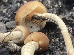 Hypholoma tuberosum