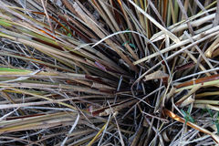 Chionochloa rigida rigida