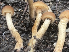 Hypholoma tuberosum