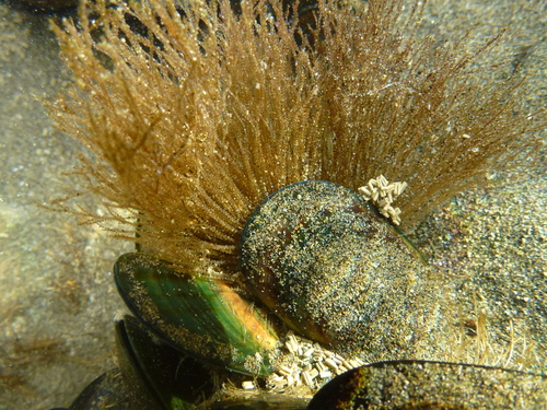 Amphisbetia
