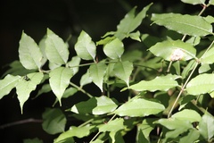 Zanthoxylum clava-herculis