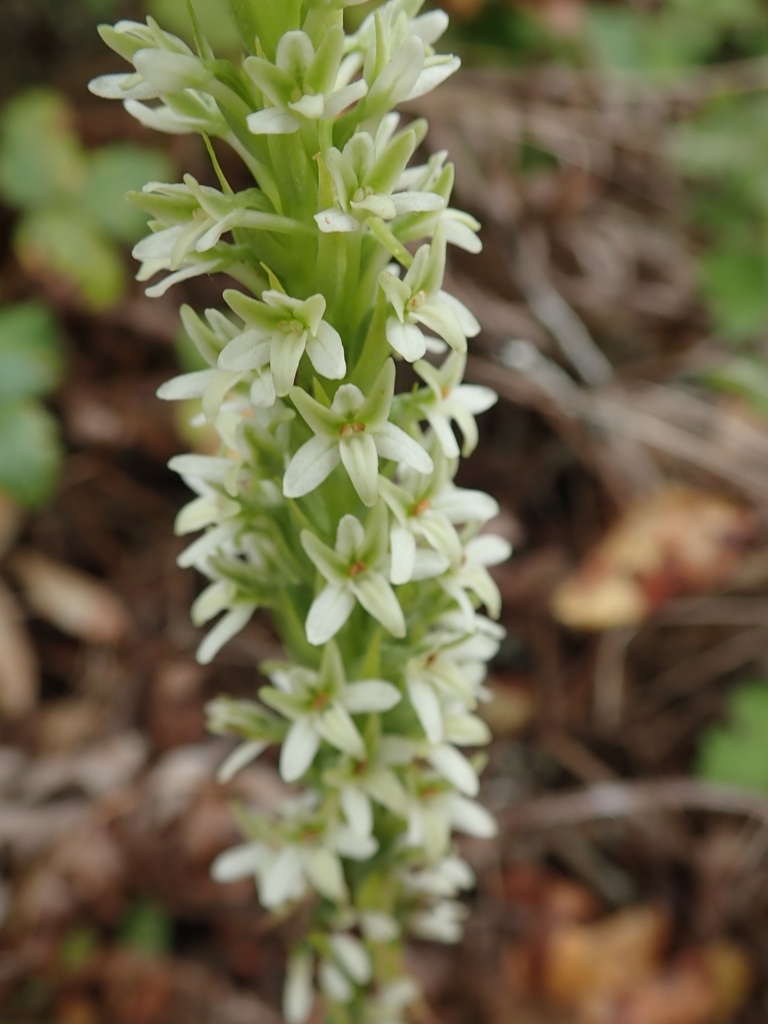 Platanthera elegans