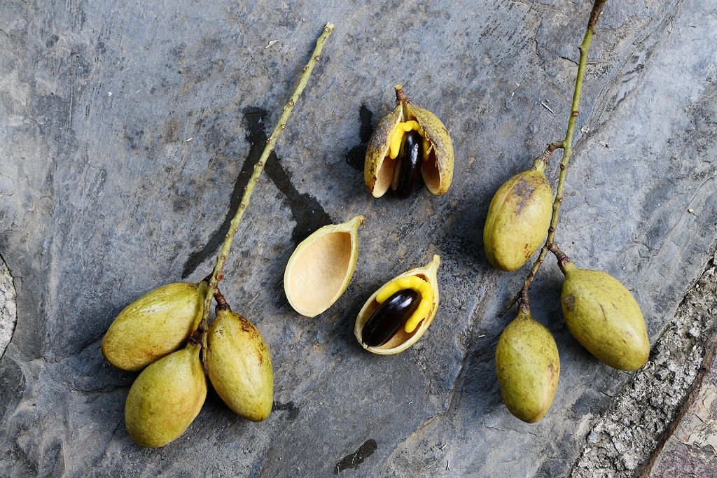 Connarus yunnanensis (Connarus yunnanensis)