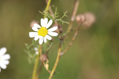 Anthemideae
