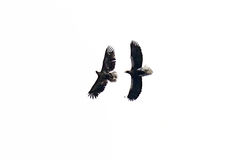 Haliaeetus pelagicus