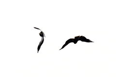 Haliaeetus pelagicus