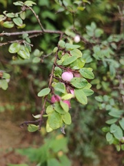 Symphoricarpos microphyllus