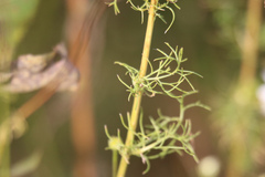 Anthemideae