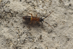 Orchesella cincta