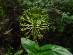 Malaxis brachyrrhynchos