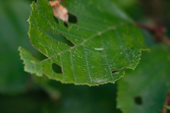 Arthropoda