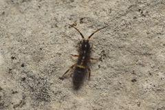 Orchesella cincta