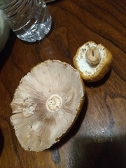 Agaricus subrufescens