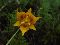 Calochortus barbatus