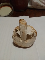 Agaricus subrufescens