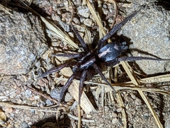 Herpyllus propinquus