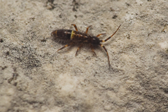 Orchesella cincta